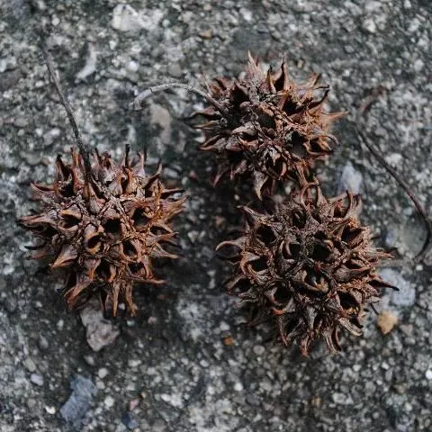 thumbnail for publication: Liquidambar styraciflua: Sweetgum